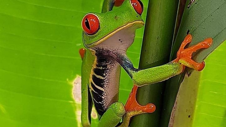 Private Bijagua Sloth Walk and Llanos del Cortez Tiered Waterfalls near Bagaces (4/12)