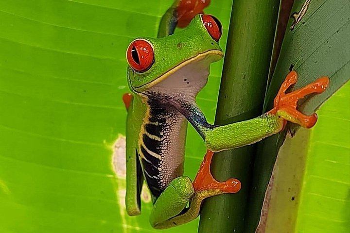 Private Bijagua Sloth Walk and Llanos del Cortez Tiered Waterfalls near Bagaces (4/12)