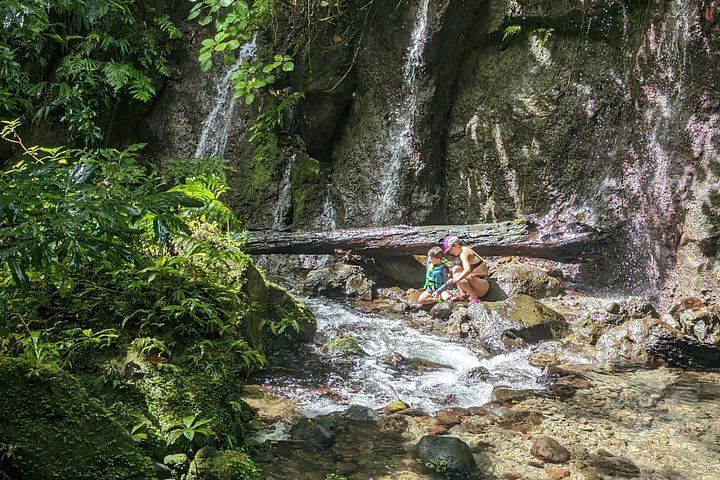 Seven-Hour Foraging Hike in Dominica: Middleham Falls, Ti Tou Gorge, Hot Springs (6/12)