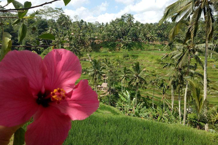 Private Ubud Tour: Tibumana Waterfall, Tegalalang Terraces, Swing and Ubud Palace (11/12)