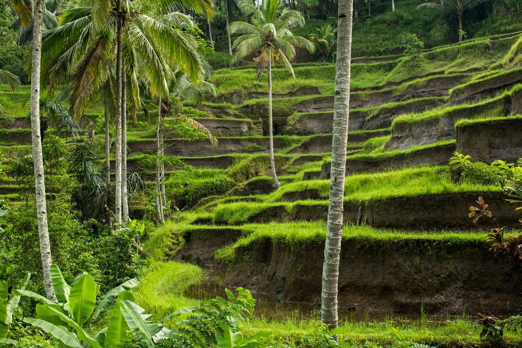 Stepped rice terraces with palm trees near Ubud in Bali