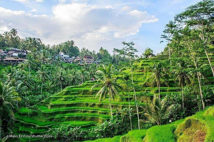 Private Ubud Tour: Sumampan Waterfall, Monkey Forest, Rice Terraces and Swing (5/12)