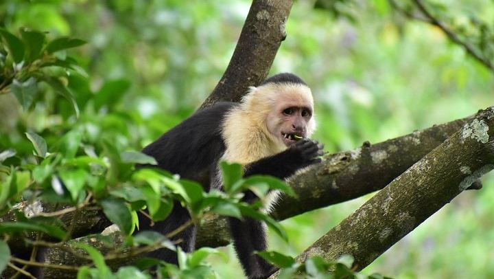 Rio Celeste, Llanos de Cortes Swim and Sloth Watching Rainforest Day Trip (4/12)