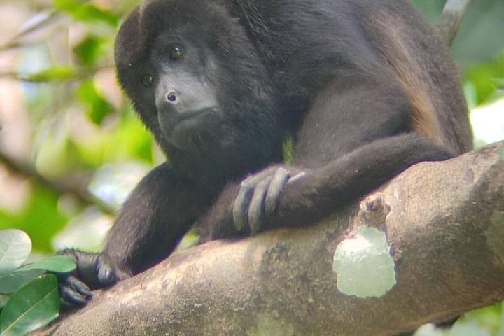 Guided Rincon de la Vieja Hike with Oropendola Waterfall Swim, Lunch and Hot Springs (9/9)