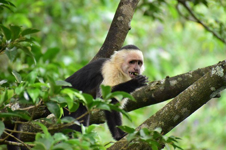 Rio Celeste, Llanos de Cortes Swim and Sloth Watching Rainforest Day Trip (4/12)