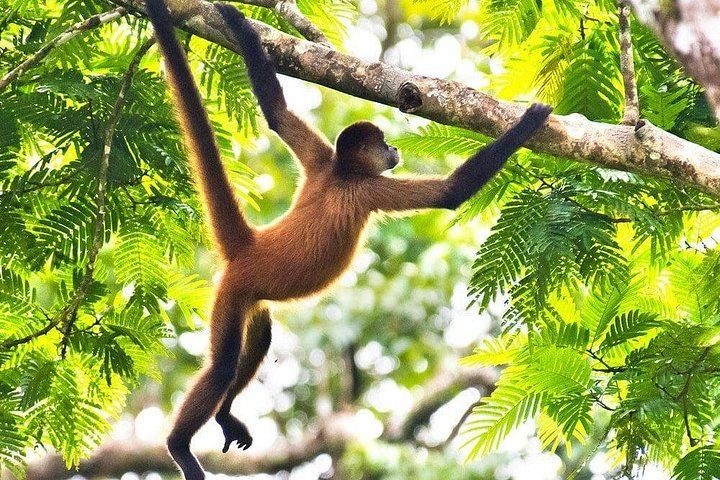 Rincon Volcano Park Trek, Oropendola Waterfall, Local Lunch and Volcanic Mud Soak (6/12)