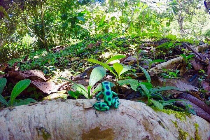 Rio Celeste Combo: Tubing, Blue Waterfall Hike and Wildlife with Lunch (9/12)