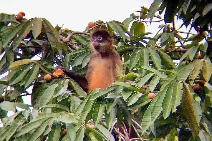 Rio Celeste Combo: Tubing, Blue Waterfall Hike and Wildlife with Lunch (10/12)