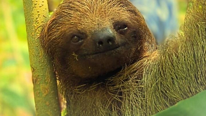 Rio Celeste Expedition: Llanos del Cortez Falls, Sloths and Coffee-Chocolate Farm (1/12)