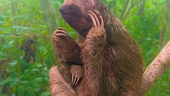 Rio Celeste Expedition: Llanos del Cortez Falls, Sloths and Coffee-Chocolate Farm (3/12)