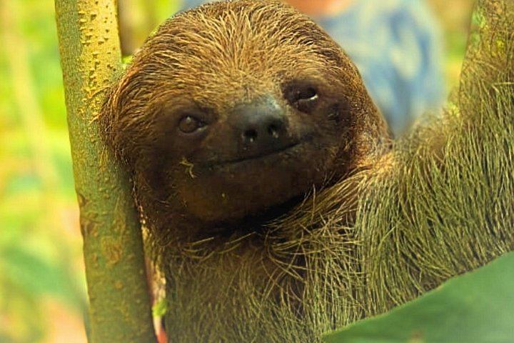 Rio Celeste Expedition: Llanos del Cortez Falls, Sloths and Coffee-Chocolate Farm (1/12)