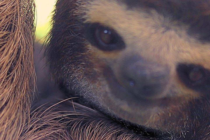 Rio Celeste Expedition: Llanos del Cortez Falls, Sloths and Coffee-Chocolate Farm (10/12)