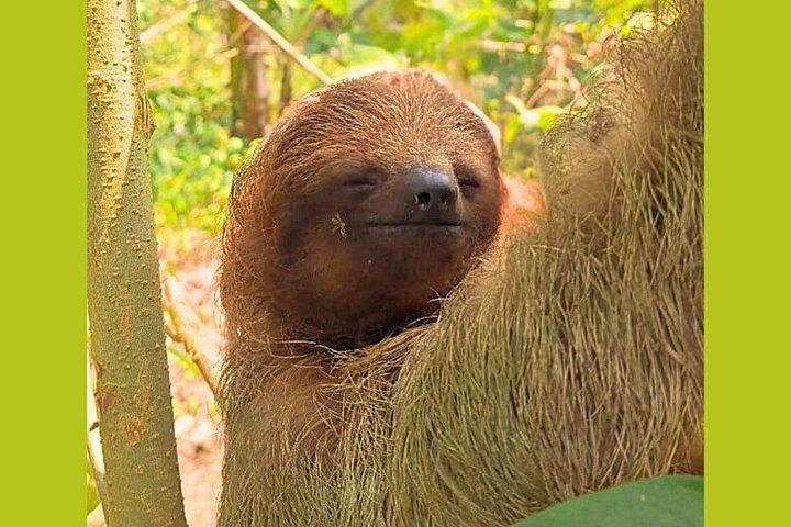 Rio Celeste Expedition: Llanos del Cortez Falls, Sloths and Coffee-Chocolate Farm (6/12)