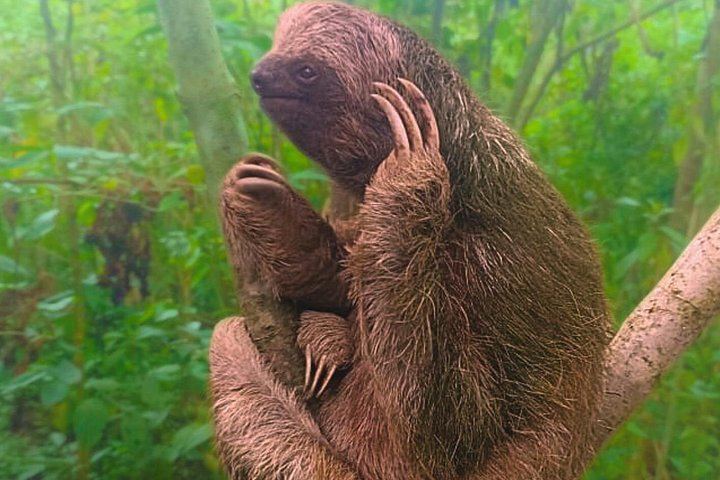 Rio Celeste Expedition: Llanos del Cortez Falls, Sloths and Coffee-Chocolate Farm (3/12)