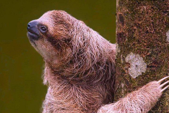Rio Celeste Expedition: Llanos del Cortez Falls, Sloths and Coffee-Chocolate Farm (7/12)