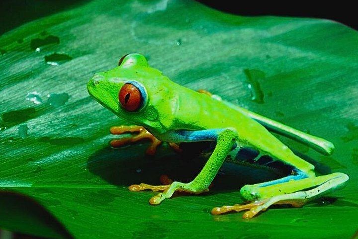 Rio Celeste Expedition: Llanos del Cortez Falls, Sloths and Coffee-Chocolate Farm (8/12)
