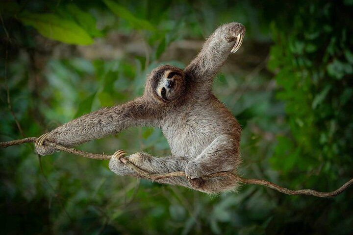 Rio Celeste, Llanos de Cortes Swim and Sloth Watching Rainforest Day Trip (12/12)