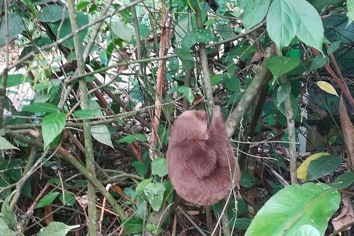 Rio Celeste 5-Mile Hike with Teñideros, Hot Springs, Sloth Sanctuary and Meal (6/6)