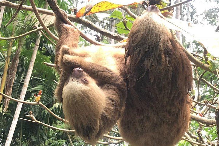 Rio Celeste 5-Mile Hike with Teñideros, Hot Springs, Sloth Sanctuary and Meal (5/6)