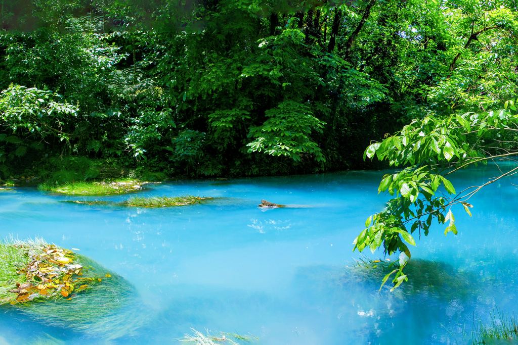 The blue Río Celeste flowing between forest banks in Tenorio National Park, Costa Rica