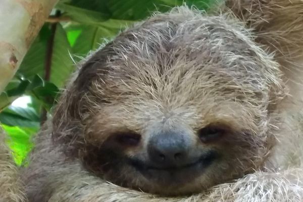Private Rio Celeste Waterfall, Sloth Sanctuary and Butterfly Farm Day from Playa Flamingo
