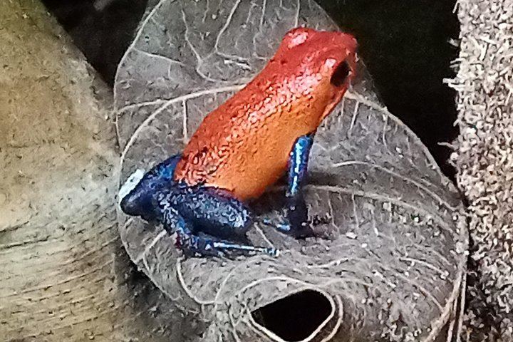 Private Rio Celeste Waterfall, Sloth Sanctuary and Butterfly Farm Day from Playa Flamingo (1/12)