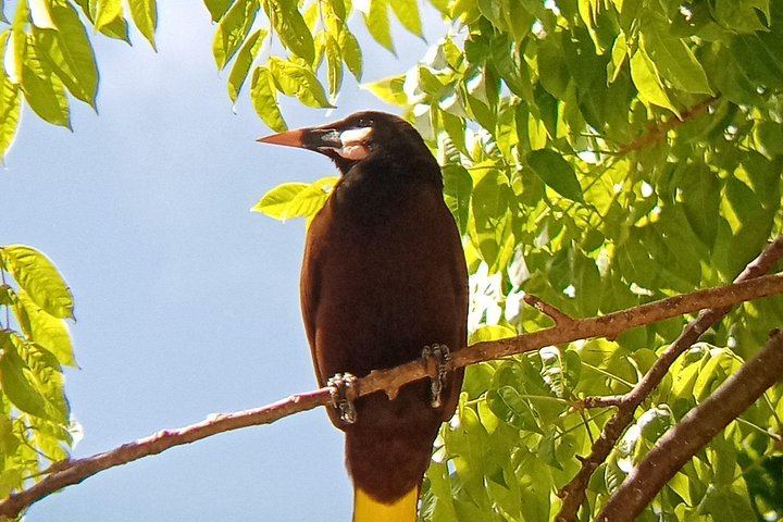 Private Rio Celeste Waterfall, Sloth Sanctuary and Butterfly Farm Day from Playa Flamingo (3/12)