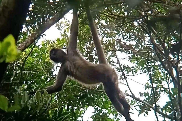 Private Rio Celeste Waterfall, Sloth Sanctuary and Butterfly Farm Day from Playa Flamingo (9/12)