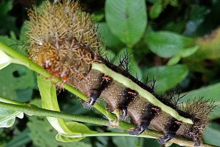 Private Rio Celeste Waterfall, Sloth Sanctuary and Butterfly Farm Day from Playa Flamingo (6/12)