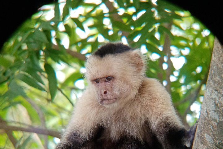 Private Rio Celeste Waterfall, Sloth Sanctuary and Butterfly Farm Day from Playa Flamingo (12/12)