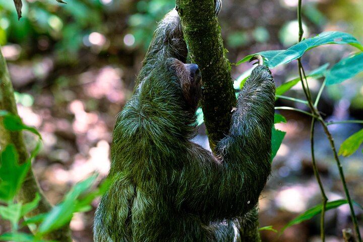 Rio Celeste Waterfall, Slothland Bijagua and Coffee-Chocolate Farm Day Trip (4/12)