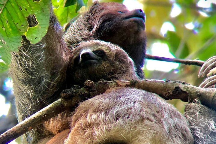 Rio Celeste Waterfall, Slothland Bijagua and Coffee-Chocolate Farm Day Trip (7/12)