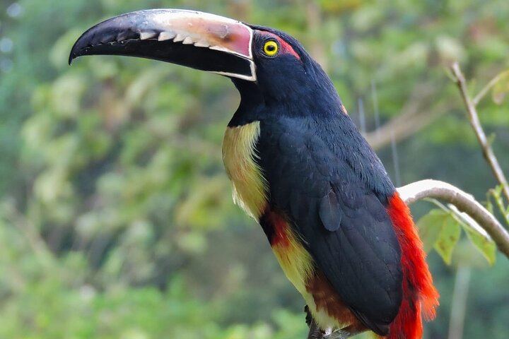 Rio Celeste Waterfall, Slothland Bijagua and Coffee-Chocolate Farm Day Trip (8/12)