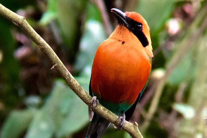 Rio Celeste Waterfall, Slothland Bijagua and Coffee-Chocolate Farm Day Trip (6/12)
