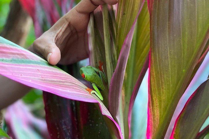 Private Rio Celeste Waterfall Hike with Sloth Sanctuary and Bijagua Lunch (8/12)