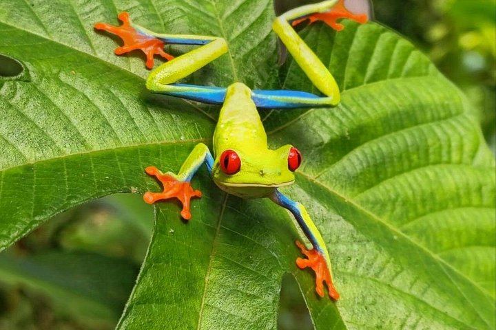 Private Rio Celeste Waterfall Hike with Sloth Sanctuary and Bijagua Lunch (7/12)