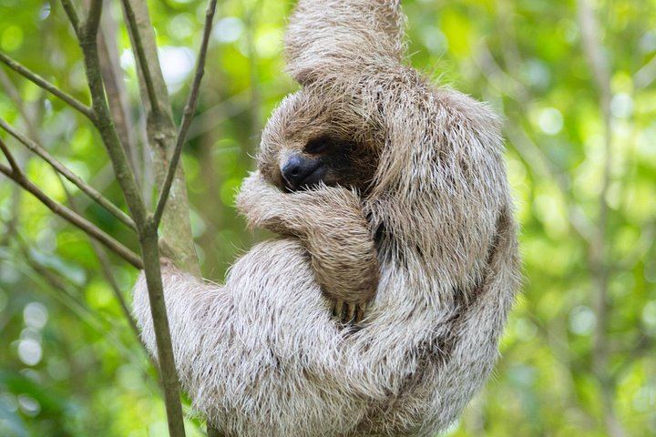 Private Rio Celeste Waterfall Hike with Sloth Sanctuary and Bijagua Lunch (1/12)