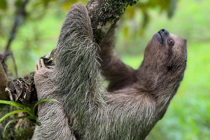 Private Rio Celeste Waterfall Hike with Sloth Sanctuary and Bijagua Lunch (4/12)