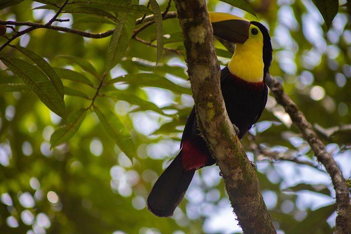 Private Rio Celeste Waterfall Hike with Sloth Sanctuary and Bijagua Lunch (2/12)