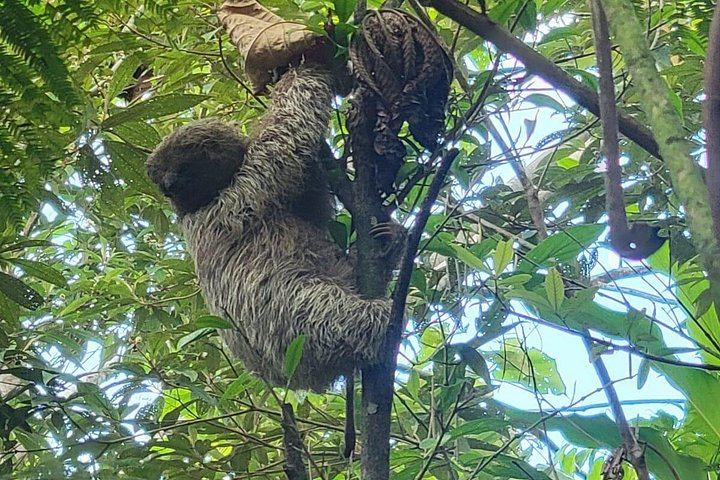 Rio Celeste Waterfall, Sloth Walk, La Abeja Lunch and Coffee-Cacao Farm (4/9)