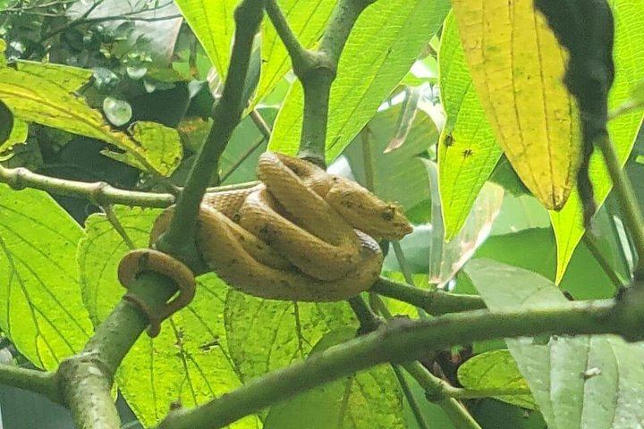 Rio Celeste Waterfall, Sloth Walk, La Abeja Lunch and Coffee-Cacao Farm (6/9)