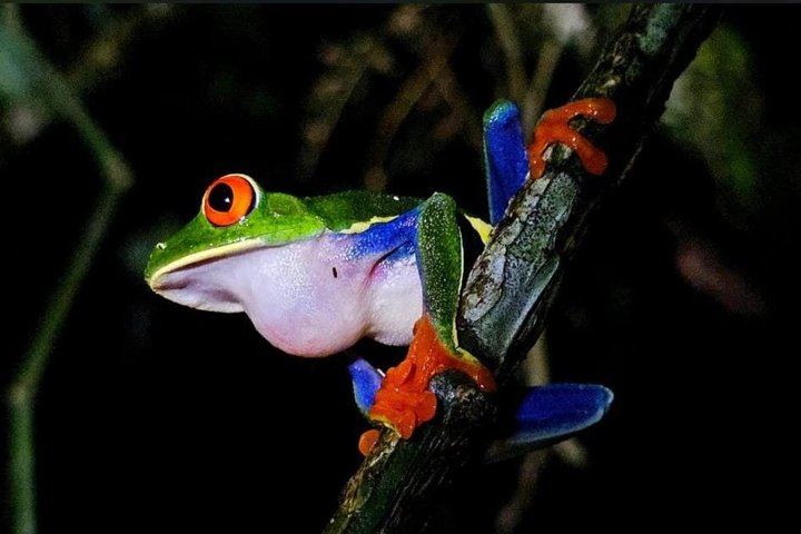 Rio Celeste Waterfall, Sloth Walk, La Abeja Lunch and Coffee-Cacao Farm (5/9)