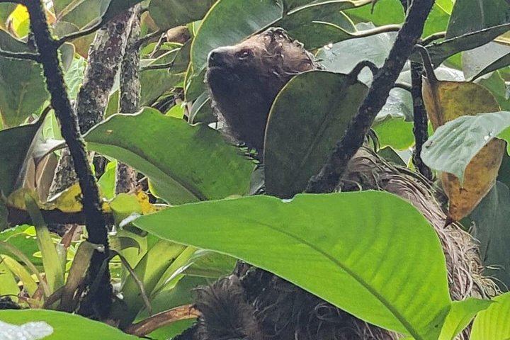 Rio Celeste Waterfall, Sloth Walk, La Abeja Lunch and Coffee-Cacao Farm (3/9)