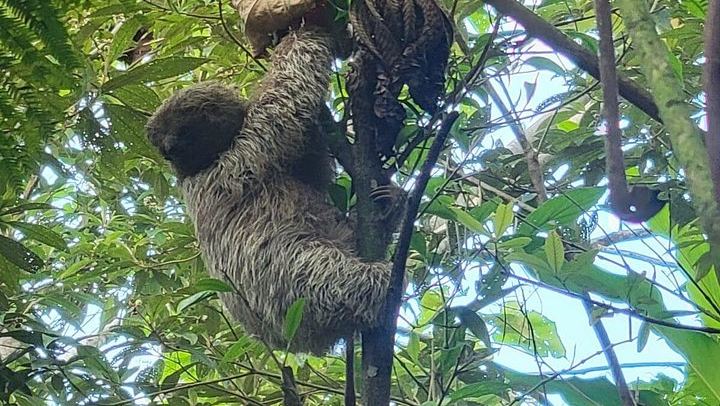 Rio Celeste Waterfall, Sloth Walk, La Abeja Lunch and Coffee-Cacao Farm (4/9)