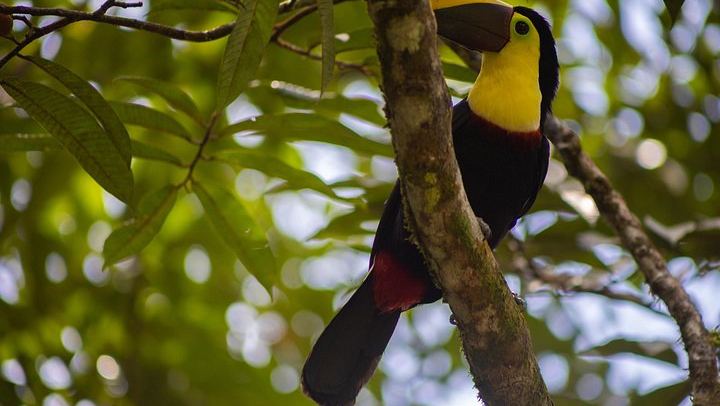 Private Rio Celeste Waterfall Hike with Sloth Sanctuary and Bijagua Lunch (2/12)