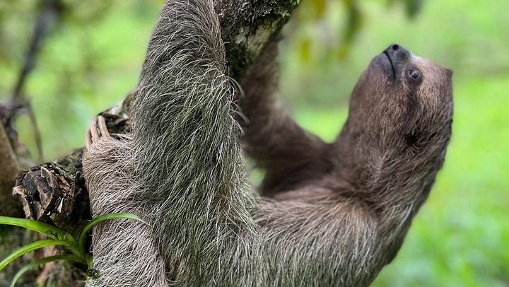 Private Rio Celeste Waterfall Hike with Sloth Sanctuary and Bijagua Lunch (4/12)