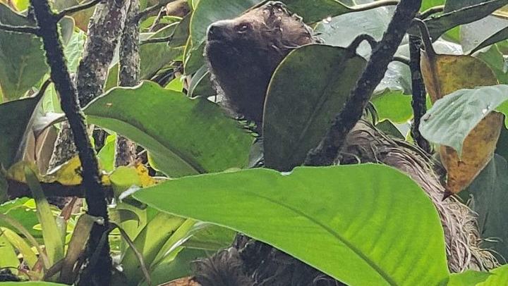 Rio Celeste Waterfall, Sloth Walk, La Abeja Lunch and Coffee-Cacao Farm (3/9)
