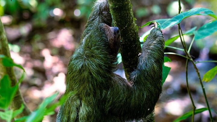 Rio Celeste Waterfall, Slothland Bijagua and Coffee-Chocolate Farm Day Trip (4/12)