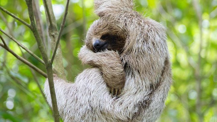Private Rio Celeste Waterfall Hike with Sloth Sanctuary and Bijagua Lunch (1/12)