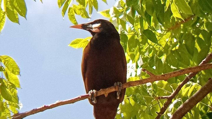 Private Rio Celeste Waterfall, Sloth Sanctuary and Butterfly Farm Day from Playa Flamingo (3/12)